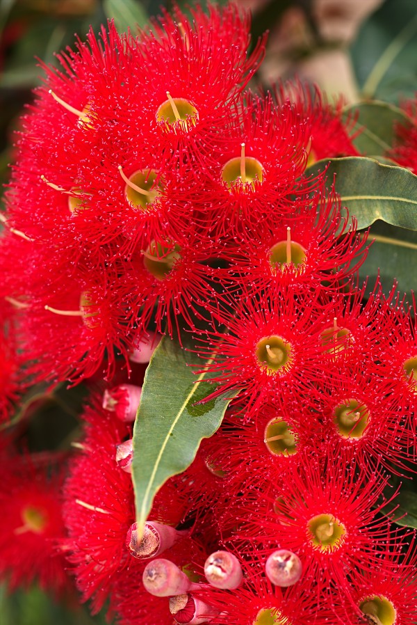 Red Eucalyptus Flowers by Joy Watson